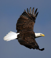 Bald Eagle, Ted Mase