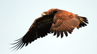 Bald Eagle, Ted Mase