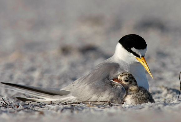 least tern