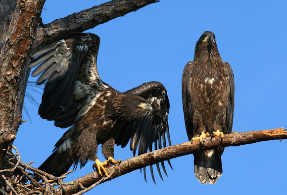 Bald Eagle, Ted Mase