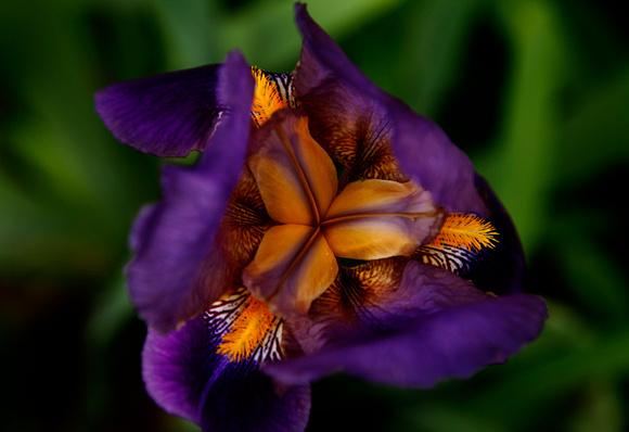 Purple Tulip