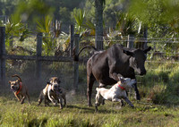 Florida Cowboys