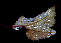 Drops On Leaf