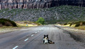 HOMELESS DOGS OF ARGENTINA