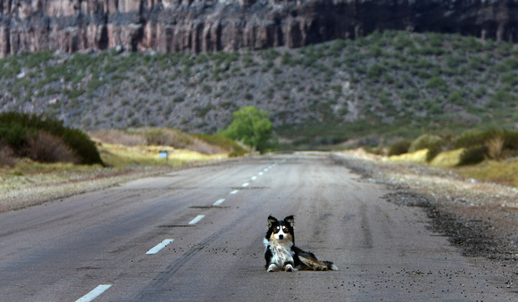 Argentina Dogs