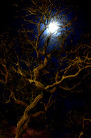 Moon Tree