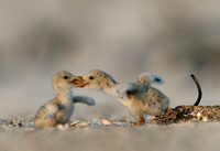 Skimmer chicks playing