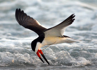 Skimming for food