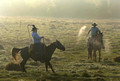 FLORIDA COWBOYS