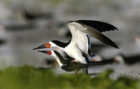 Mating time for the Skimmers