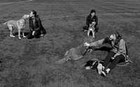 In Capitol Hill, folks bring their dogs to a park while keeping a distance. "The dogs keep us sane".