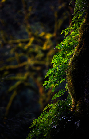 Fern Light