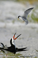 Least Tern have problem with new neighbor