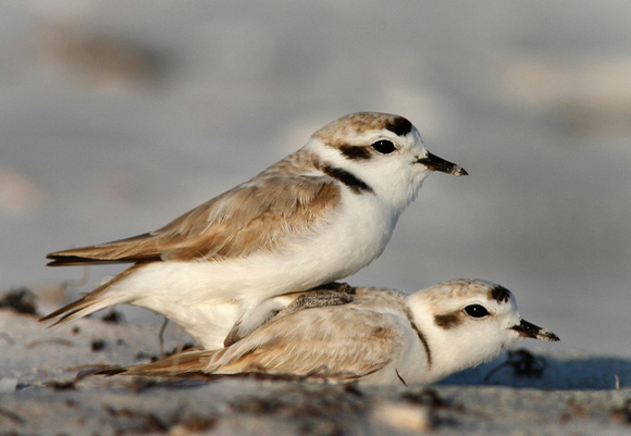 Mating Snowy Plovers