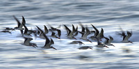 A flock of Black Skimmers head home