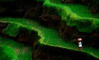 Rice Field Worker - Bali, Indonesia