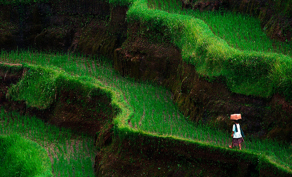 Rice Field Worker - Bali, Indonesia