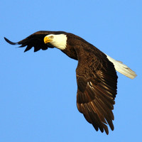 Bald Eagle, Ted Mase