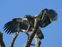 Bald Eagle, Ted Mase