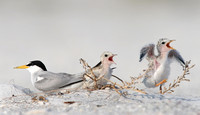 least tern