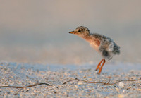 least tern