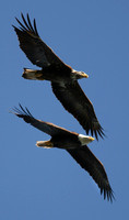 Bald Eagle, Ted Mase