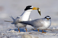 least tern