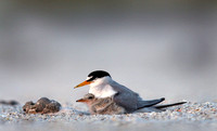 least tern