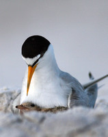 least tern