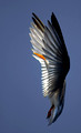 LEAST TERN