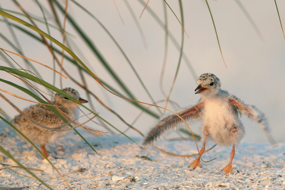 least tern