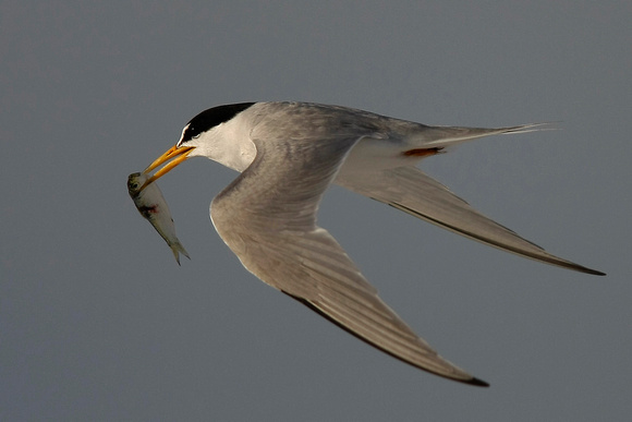least tern