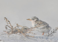 least tern