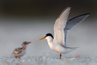 least tern