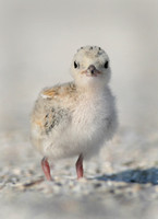 least tern