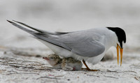 least tern