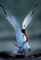 ROYAL TERN