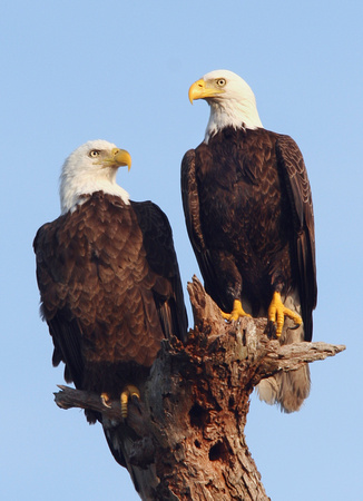 Bald Eagle, Ted Mase