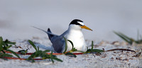 least tern