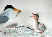 least tern